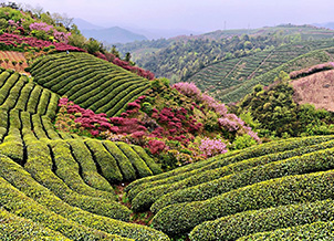 知識產(chǎn)權(quán)保護及技術(shù)開放聲明